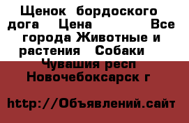 Щенок  бордоского  дога. › Цена ­ 60 000 - Все города Животные и растения » Собаки   . Чувашия респ.,Новочебоксарск г.